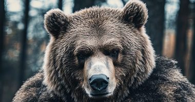 Close up of a grizzly bear