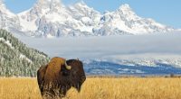 Bison in Wyoming