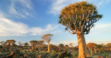 Forest in Namibia